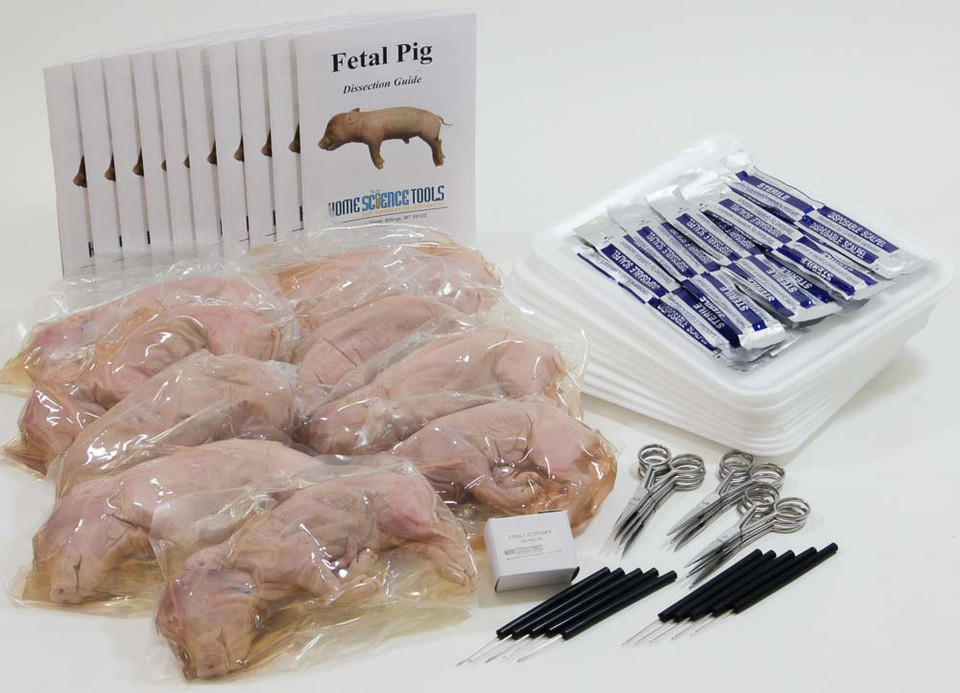 Classroom Fetal Pig Dissection Kit