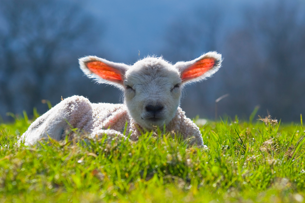 Learn About Baby Animals Their Parents How Do Baby Animals Grow 