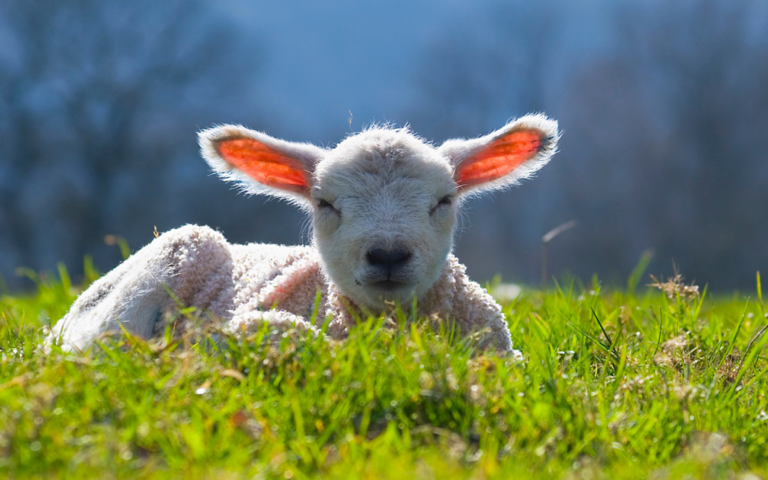 Learn About Baby Animals