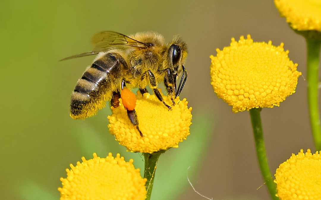 Bees and Ants Science Projects