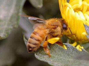 honey bee drinking flower