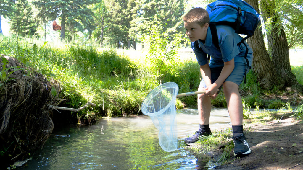 Explore Like an Entomologist