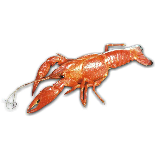 Crayfish Specimen, 4"-6", Plain