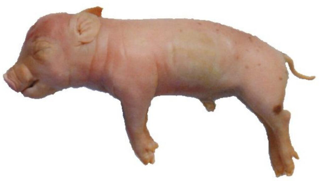 Fetal Pig Specimen, 7"-10", Double Injected