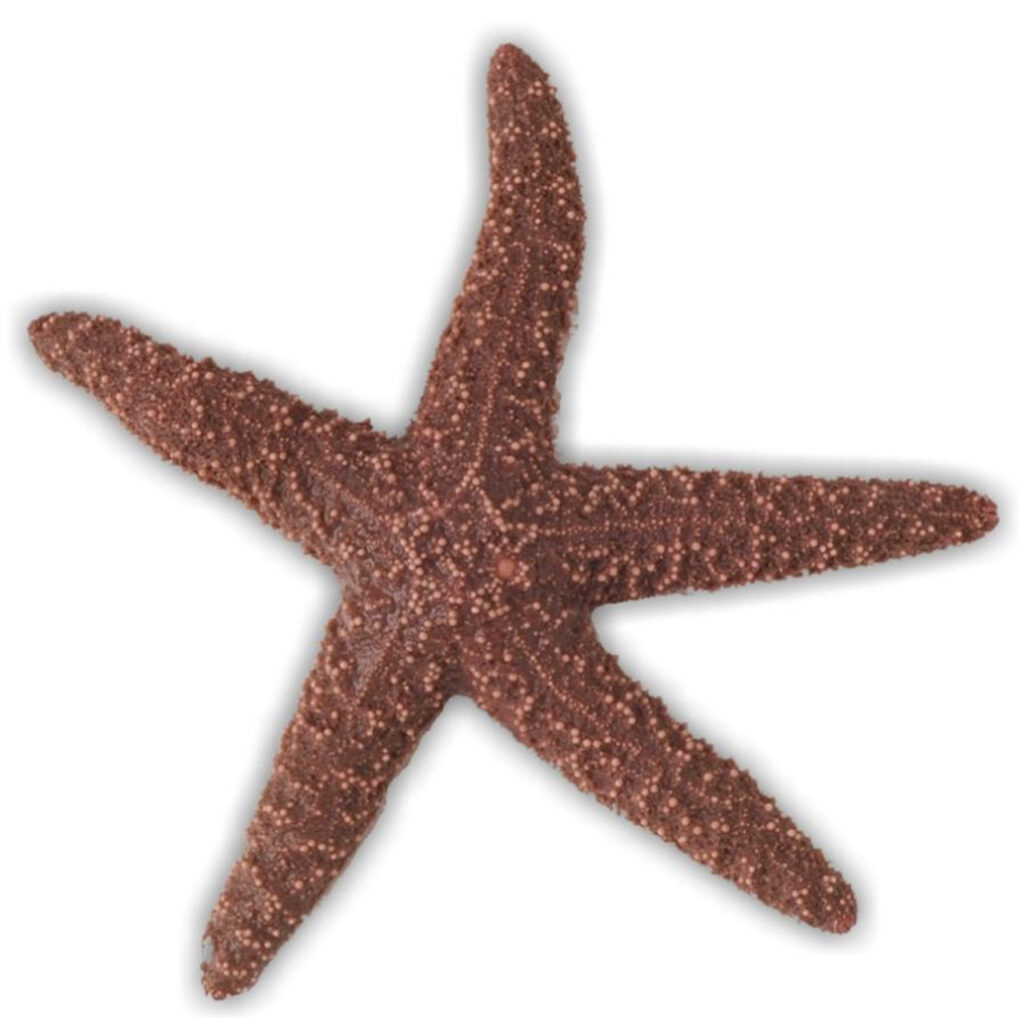Starfish Specimen, Plain