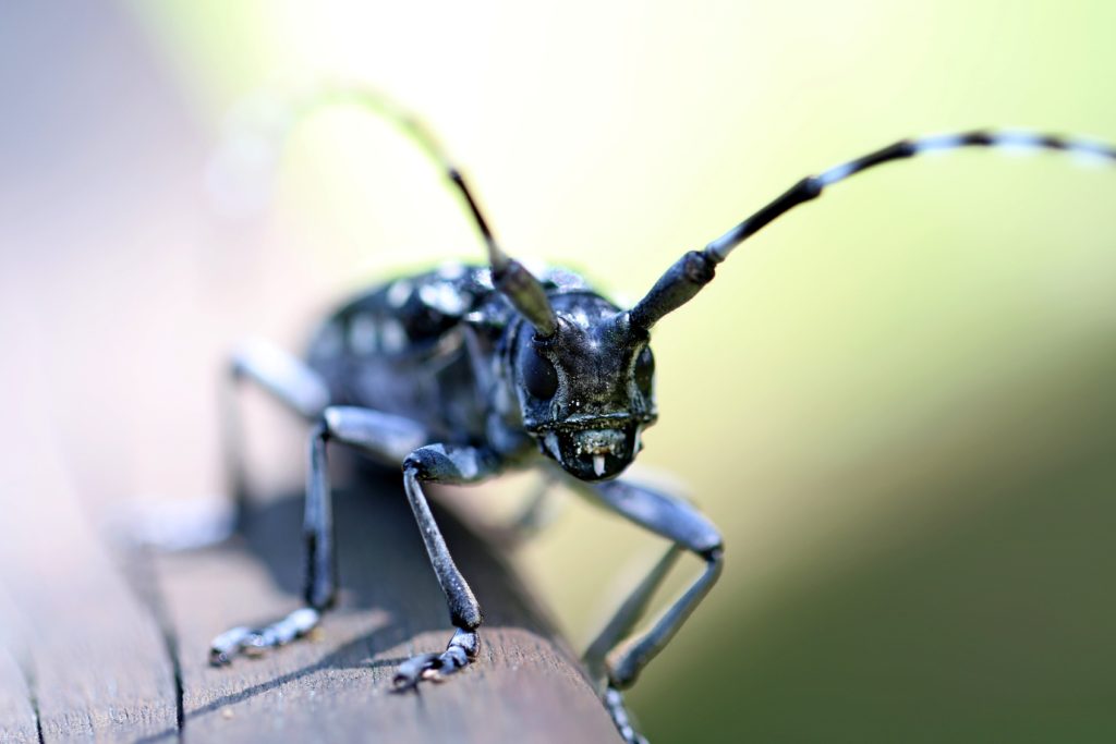 learn about bugs homeschool