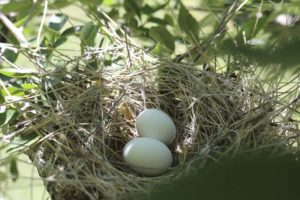 a nest is a bird's home