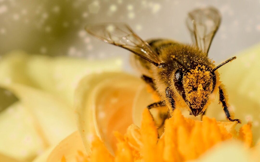 Bee Memory Experiment