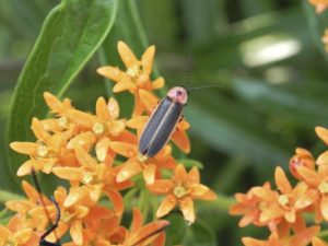 firefly