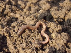 earthworm in soil