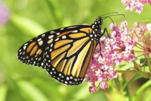 monarch resting