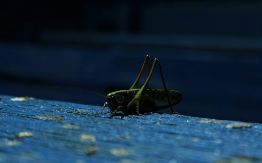 Why Insects Are Attracted to Light: A Night Investigation 