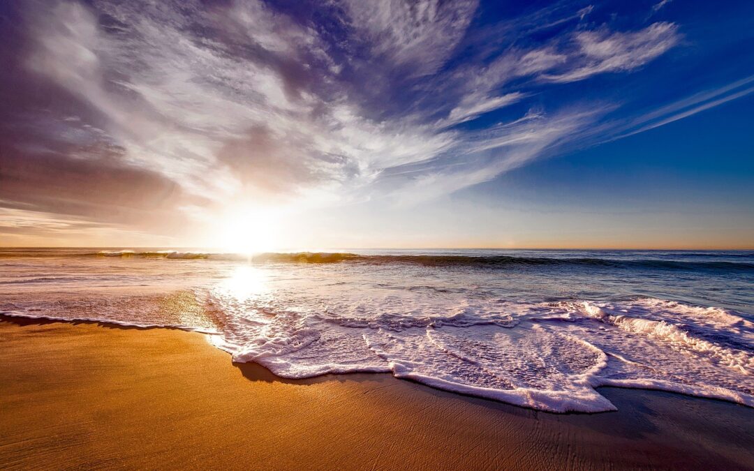 Seashore Science Worksheet & Coloring Page