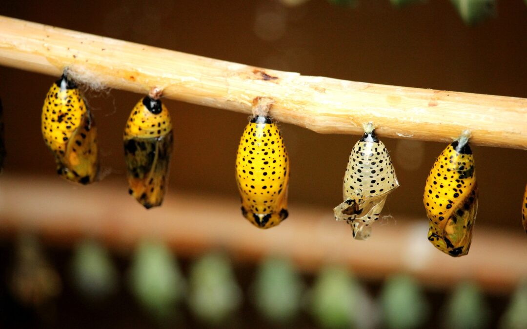 What is a Life Cycle?