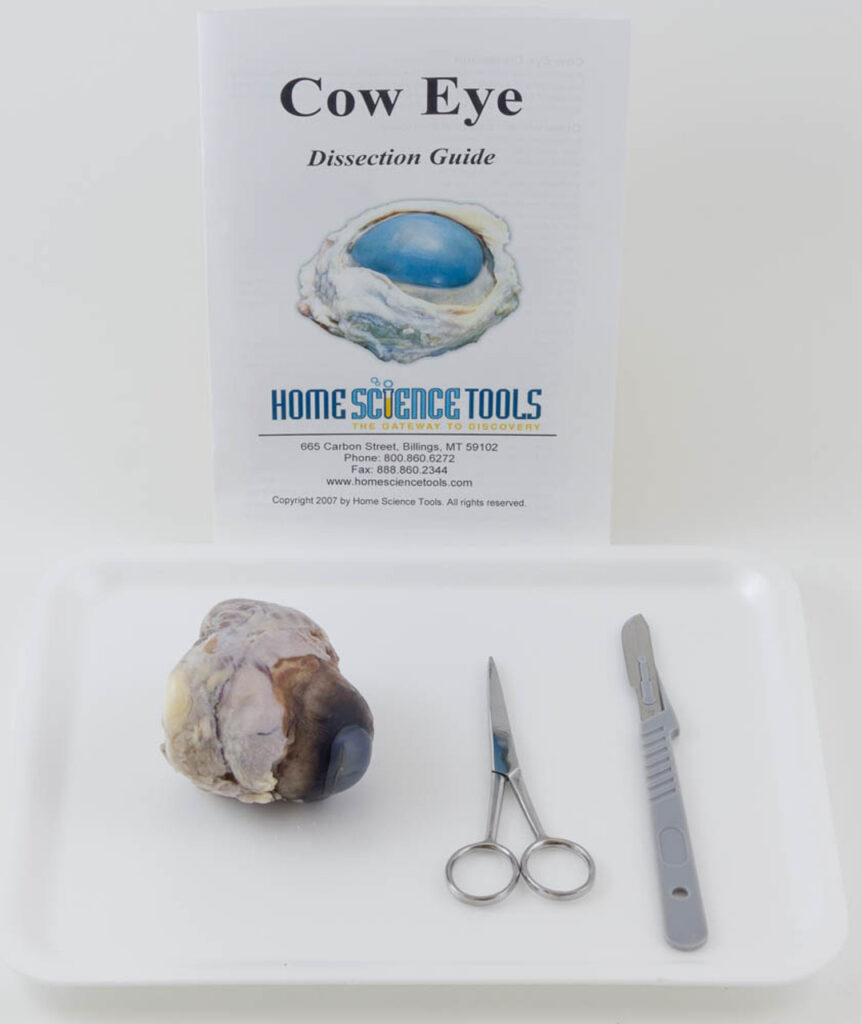 Cow Eye Dissection Kit