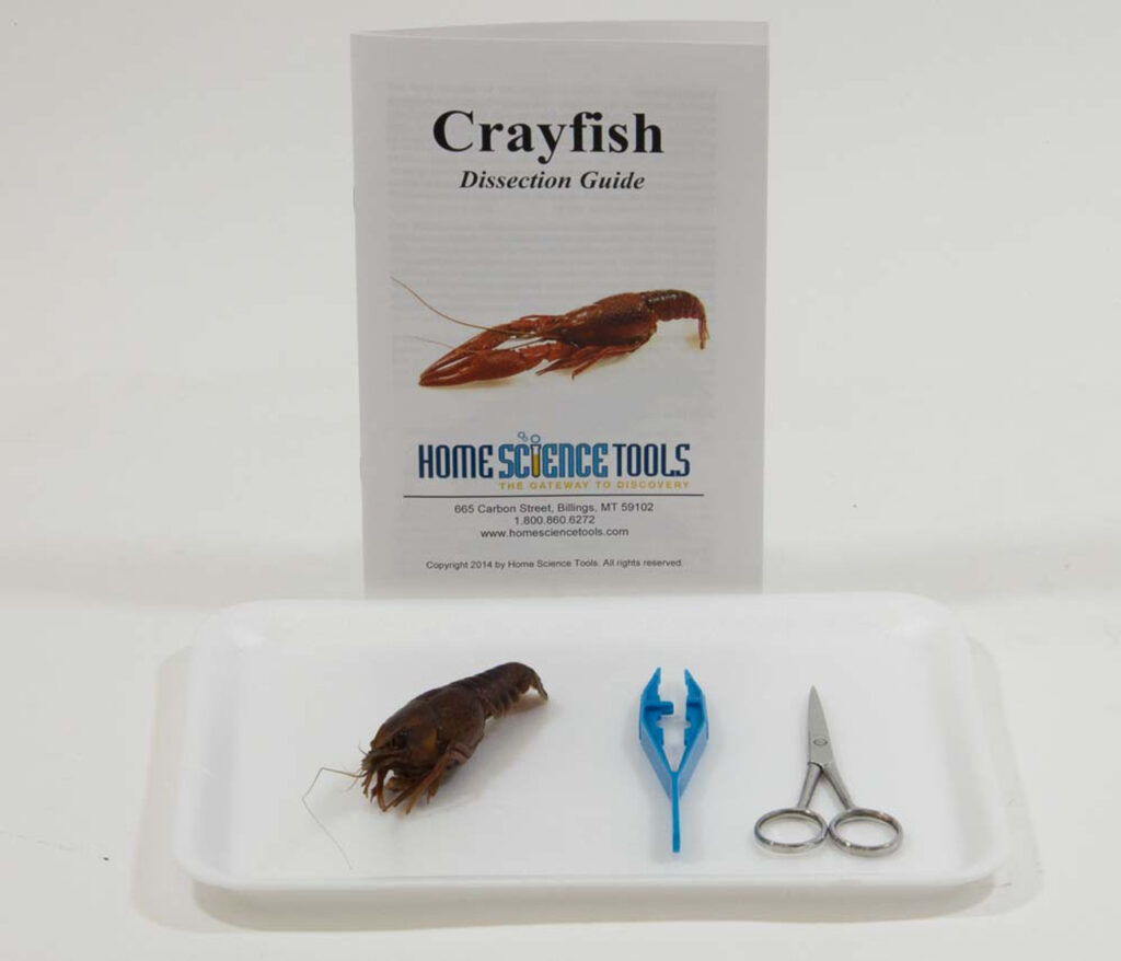Crayfish Dissection Kit