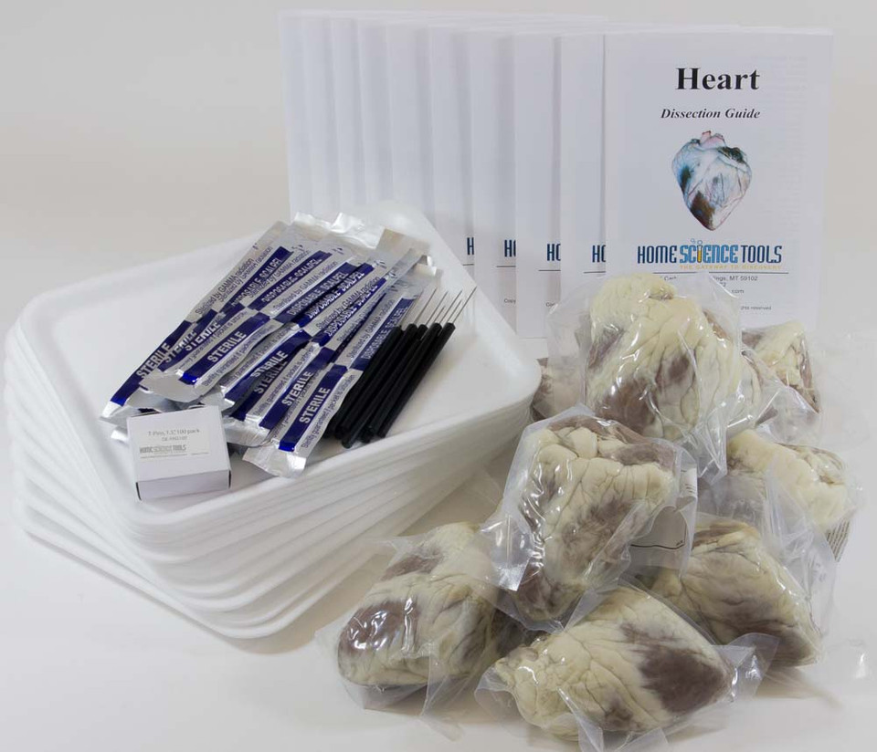 Classroom Sheep Heart Dissection Kit