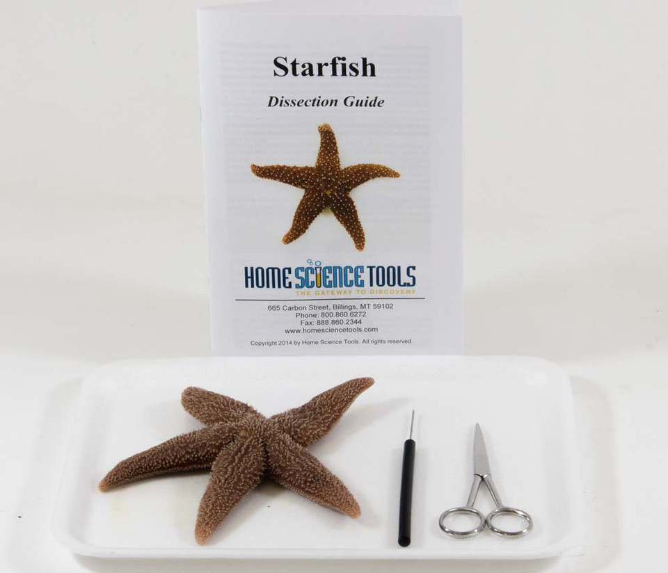 Starfish Dissection Kit