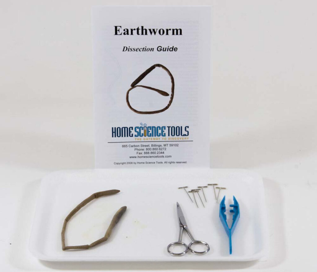 Earthworm Dissection Kit