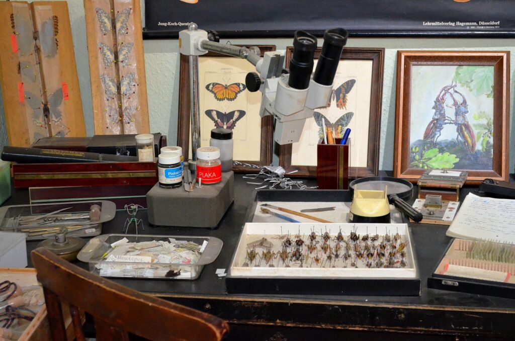 entomology for kids