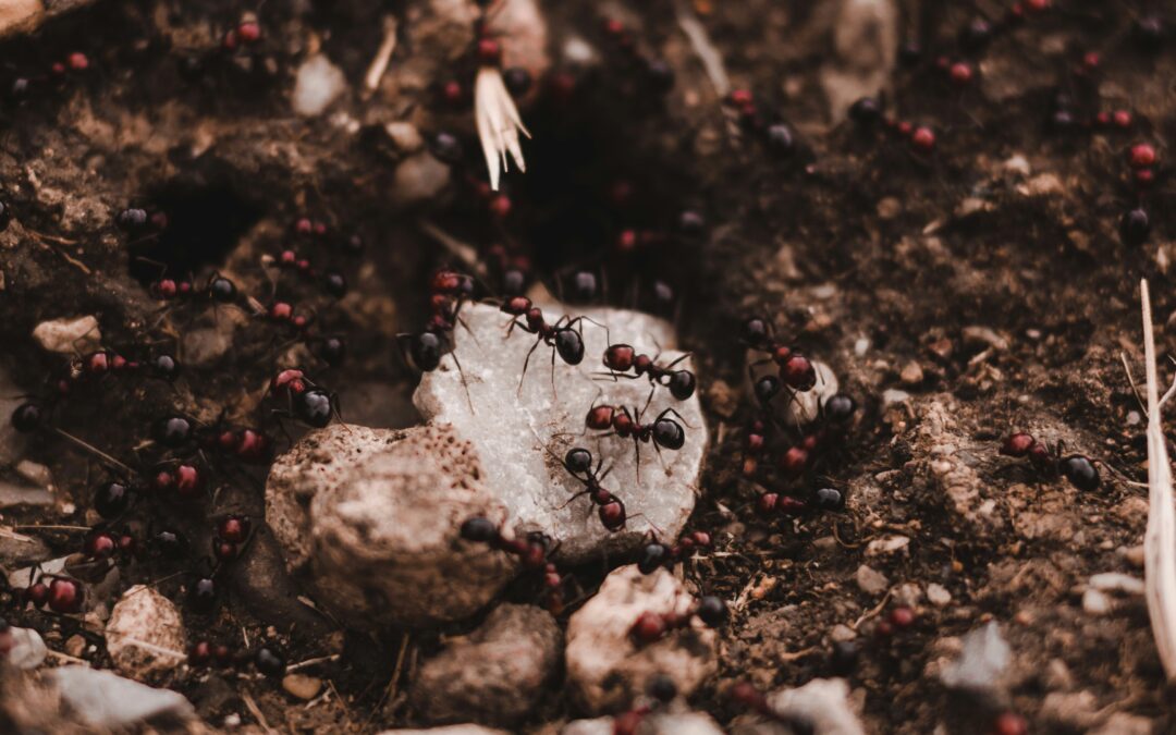 Discover Soil Insects with a Berlese Funnel 