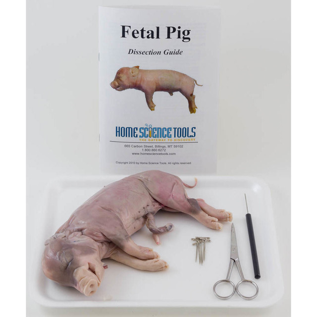 Fetal Pig Dissection Kit