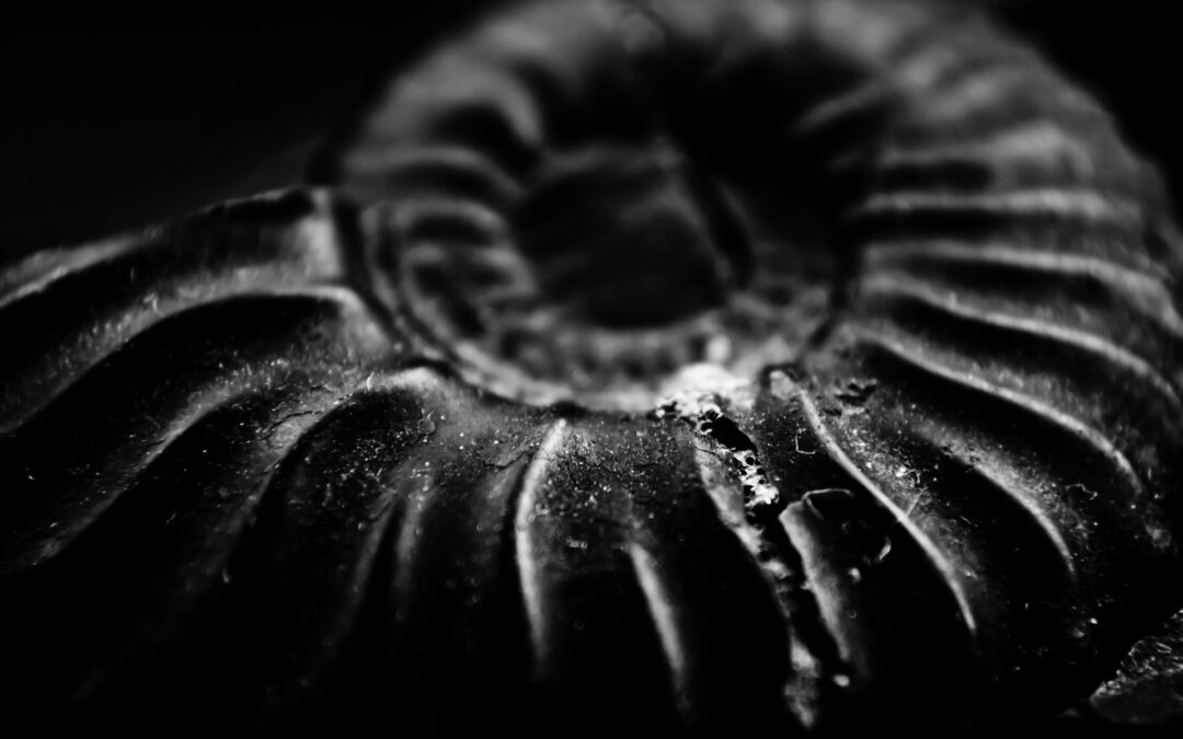 What Are Fossils and How Are They Formed?