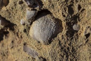 fossil fragments