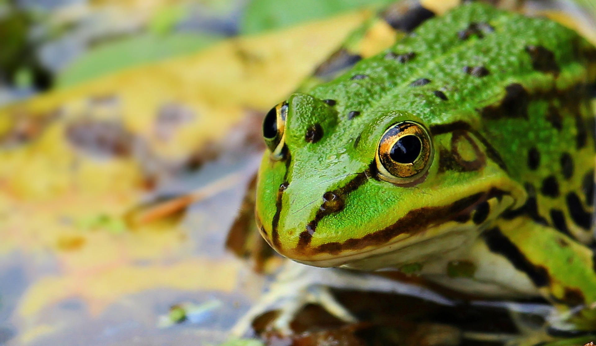 TIME for Kids  A Frog's Life