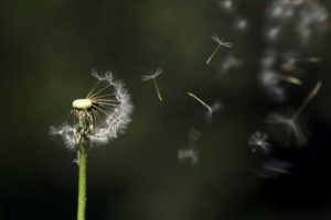 dandelion blowing in wind