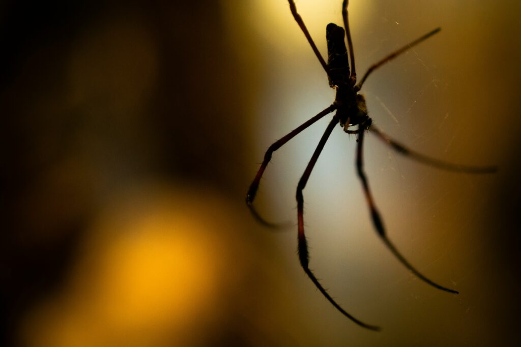 why are insects attracted to light