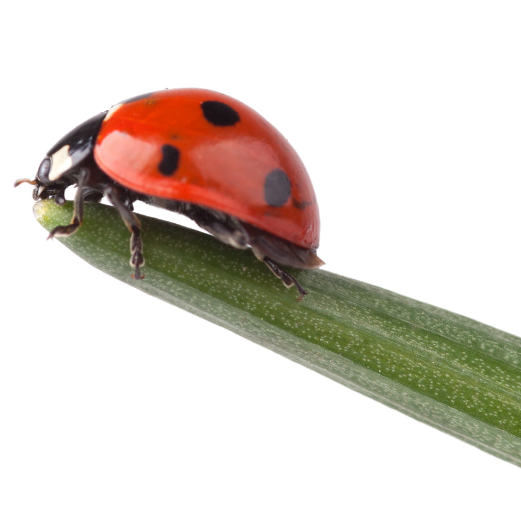 Ladybug Science, Life Cycle & Science Project Activities