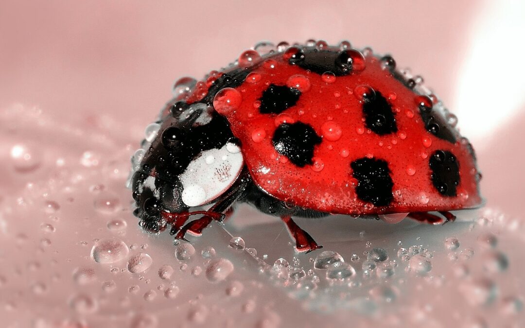 Learn About Ladybugs