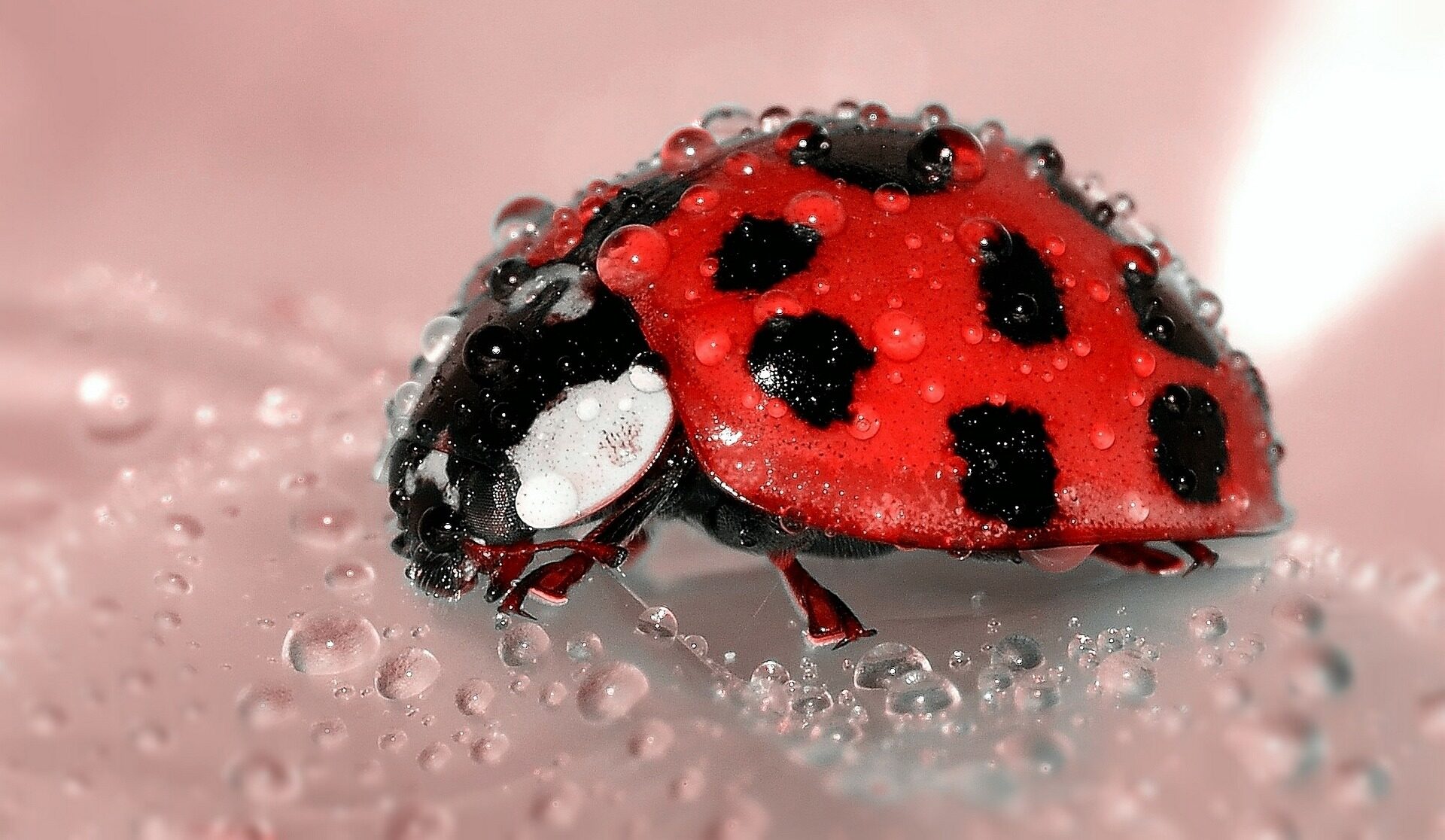 ladybug laying eggs