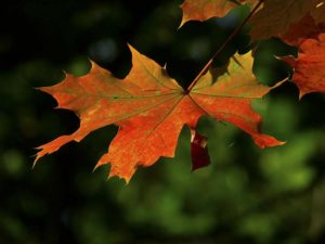 fall leaves
