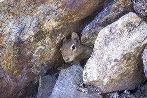 chipmunk in cave