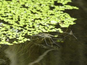 pond water with water strider