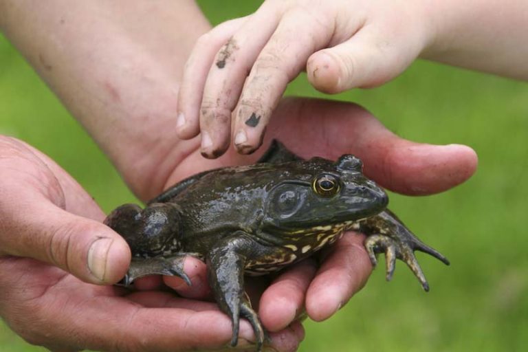 Life Cycle of a Frog - Stages of Frog Development Worksheet