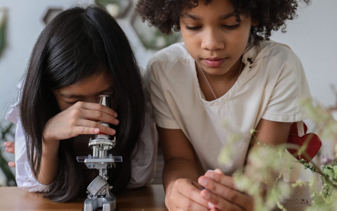 How to Use a Stereo Microscope