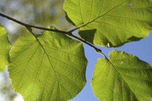green leaves
