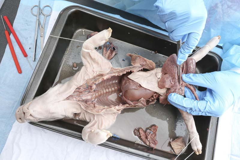 Fetal Pig Dissection Guide Project