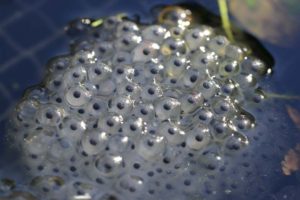 cluster of frog eggs