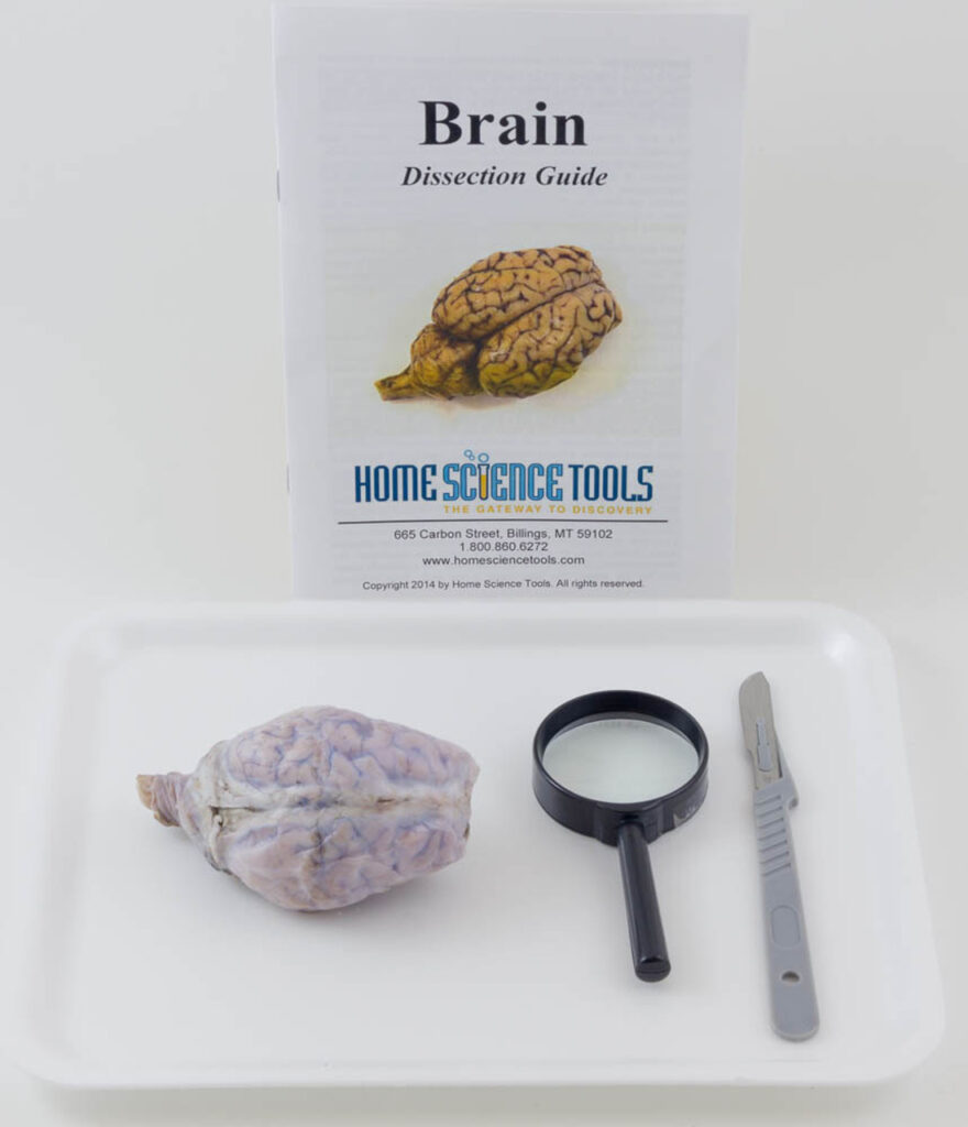 Sheep Brain Dissection Kit