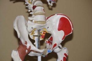 hip bone model
