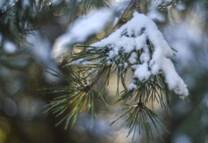 snow on branch