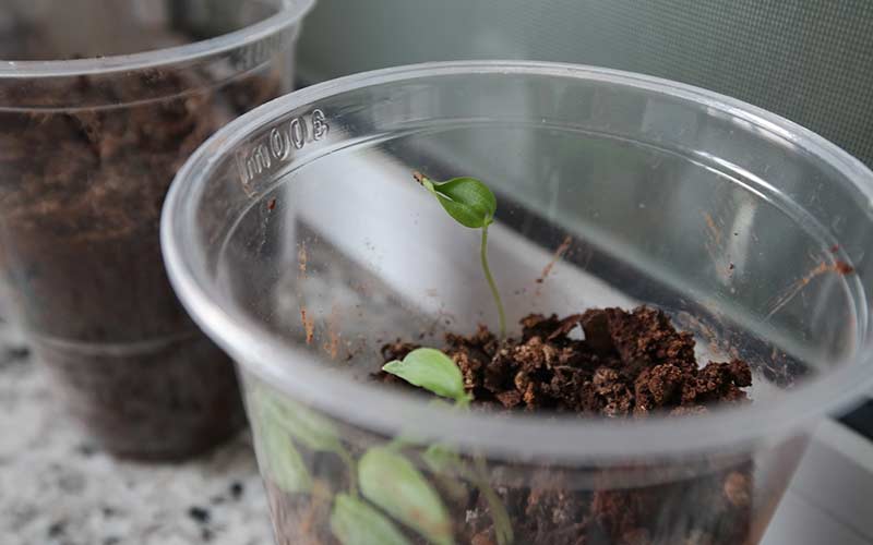 Watch Seeds Grow: Discover the Magic of Plant Growth