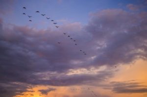 migration of birds science questions