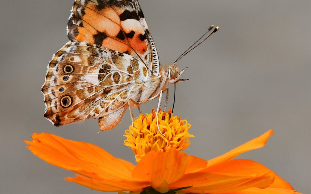 Do Different Colors Attract Insects? A Pan Trap Experiment 